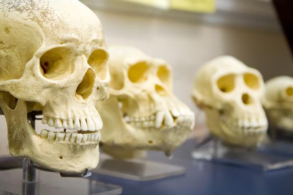 Proteins in ancient skeletons could provide key insights into human evolution. © JuliusKielaitis, shutterstock.com