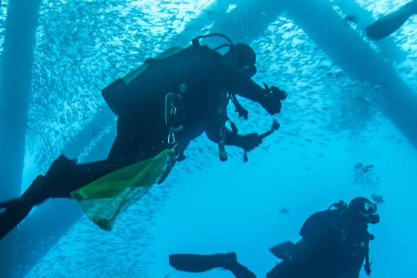 Ocean divers could soon benefit from connected underwater technology.    © Kirk Wester, Shutterstock.com