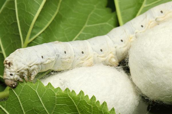 Can natural materials such as silk help to regenerate human tissue? © Sofiaworld, Shutterstock.com