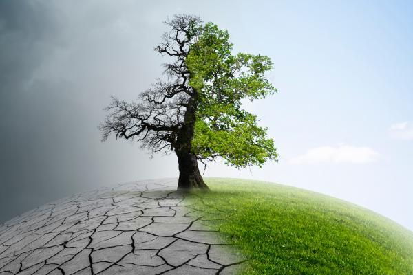 Twin crises: biodiversity loss and climate change are interconnected and cannot be considered in silos. Credit © by-studio, Shutterstock