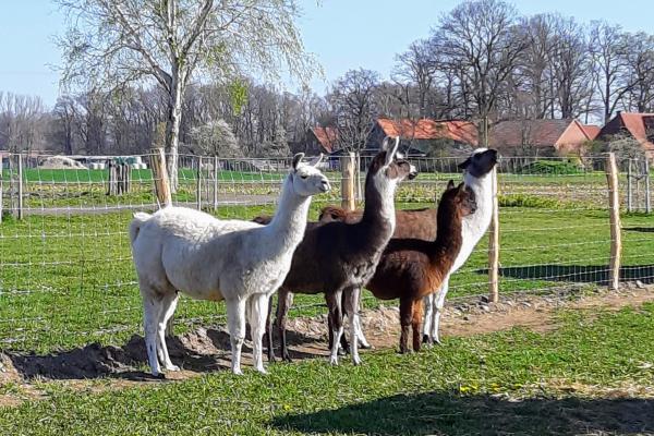 Stockholm-based researchers with the CoroNAb project are investigating the coronavirus antibodies produced by alpacas including Tyson, the small one pictured here, for potential use in human therapies. Image credit - Preclinics, Potsdam