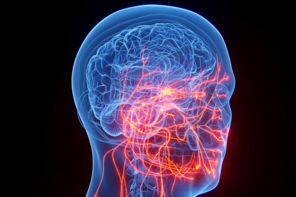 Stimulating the vagus nerve could alleviate chronic pain and bowel disease.  © SciePro, Shutterstock.com