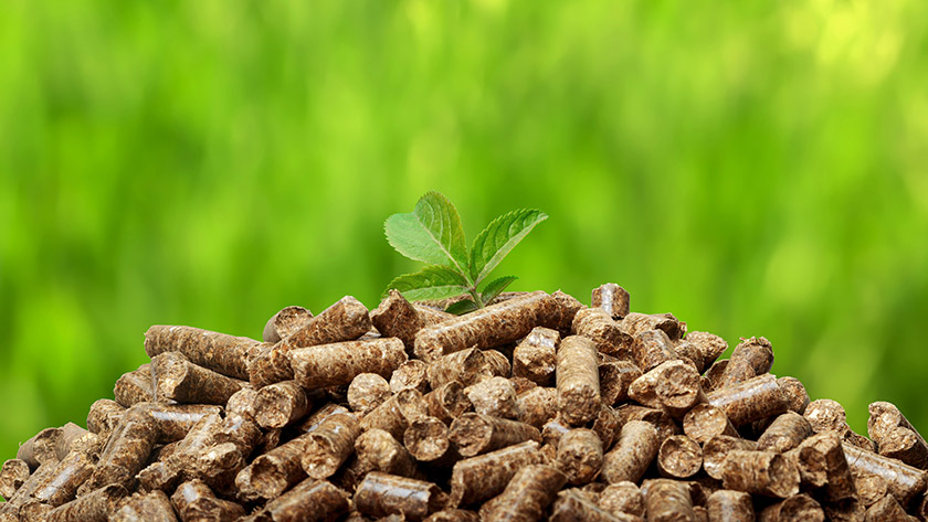 Biomass crops are energy efficient and climate friendly | Research and ...